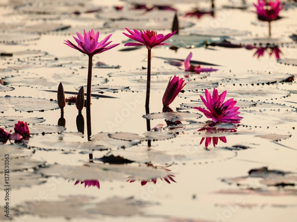 Obraz pink lotus  in pound