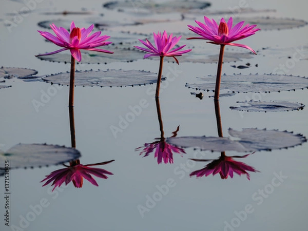 Obraz pink lily flower