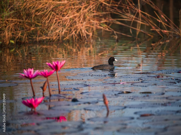 Obraz ducks on the lake