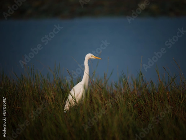 Obraz great white heron