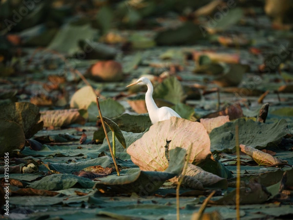 Obraz heron on the tree