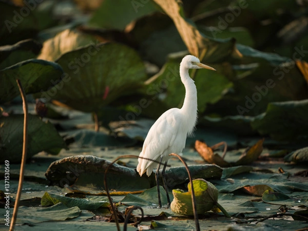 Obraz great white heron