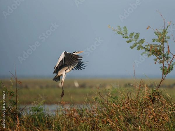 Obraz great blue heron