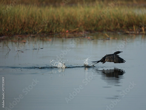 Obraz great blue heron ardea cinerea