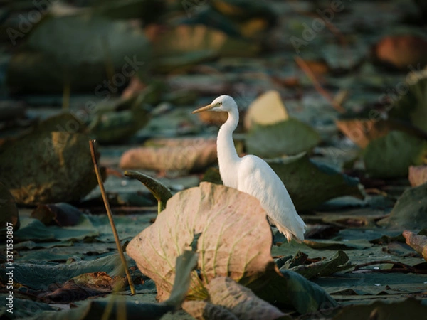 Obraz great white heron