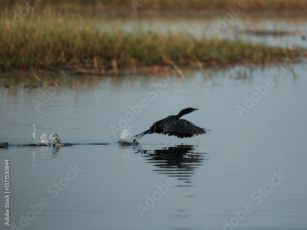 Obraz great blue heron