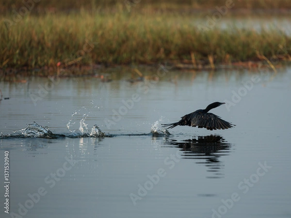 Obraz great crested grebe
