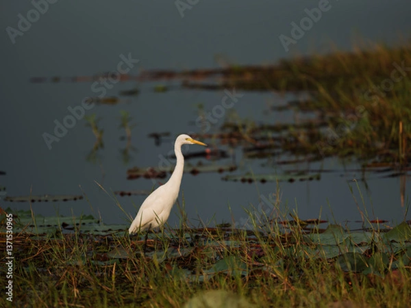 Obraz great white heron