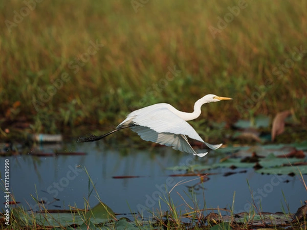Obraz great white heron