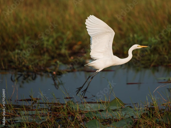 Obraz great white heron