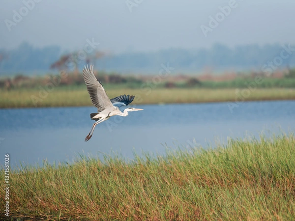 Obraz seagull flying over the lake