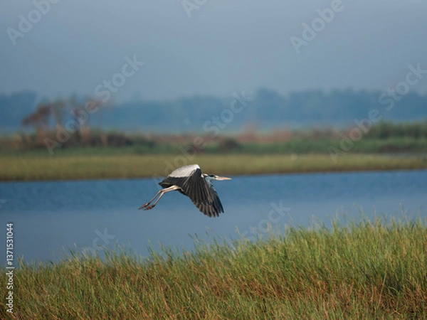 Obraz white stork in flight