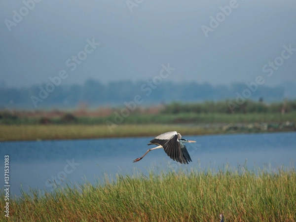 Obraz white stork in the grass