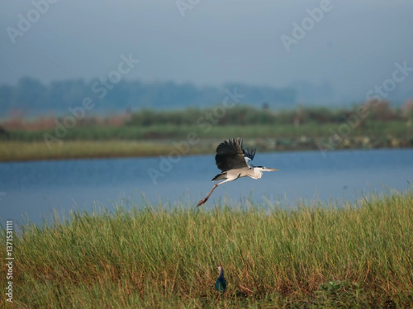 Obraz great blue heron ardea cinerea