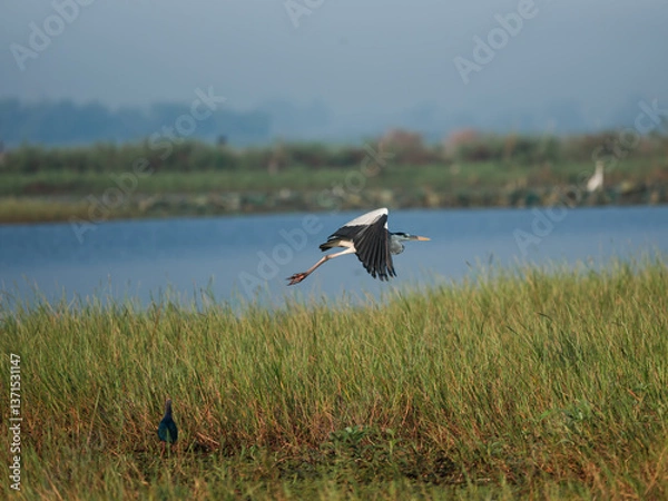 Obraz white stork in the grass