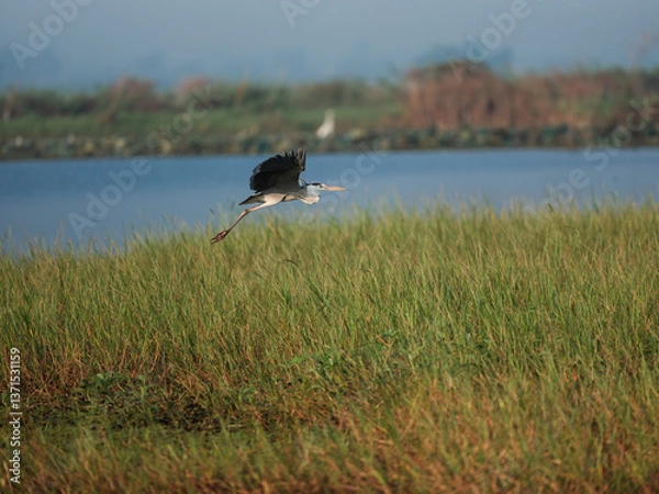 Obraz great blue heron