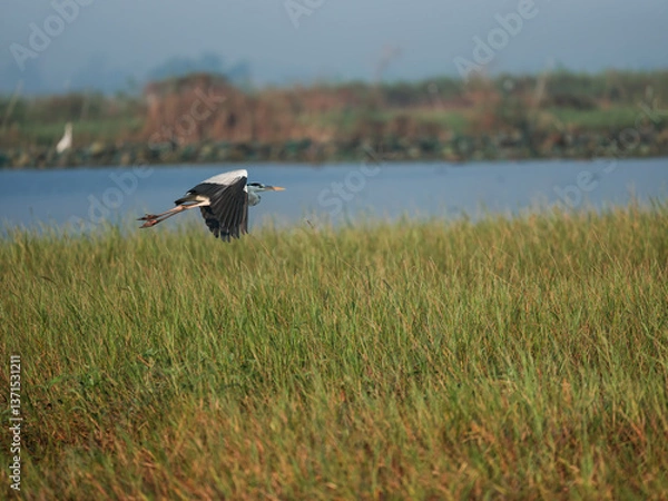 Obraz black winged stilt in a pond