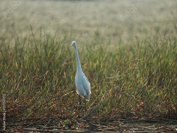 Obraz great white heron ardea cinerea