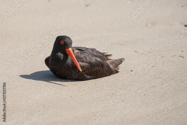 Obraz Variable oystercatcher, or tōrea pango, resting on a sandy beach in Tawharamui Regional Park, Auckland, New Zealand.