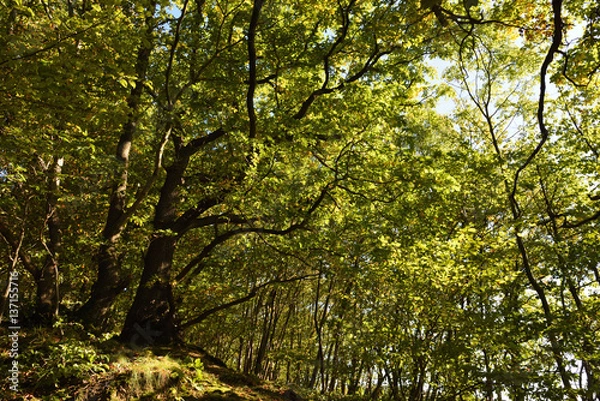 Fototapeta wald in königswinter