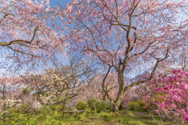 Fototapeta Fresh pink flowers of sakura growing in Japanese garden, natural background