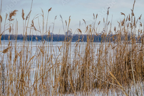 Fototapeta Камыш на берегу реки. Ранняя весна