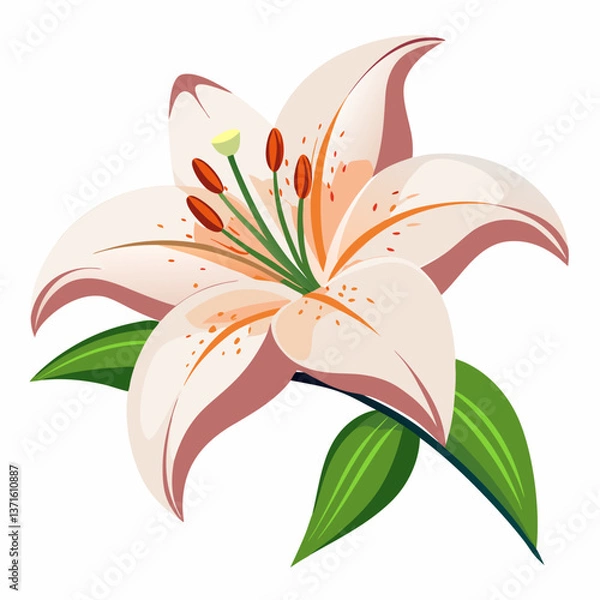 Fototapeta Lily flower isolated vector