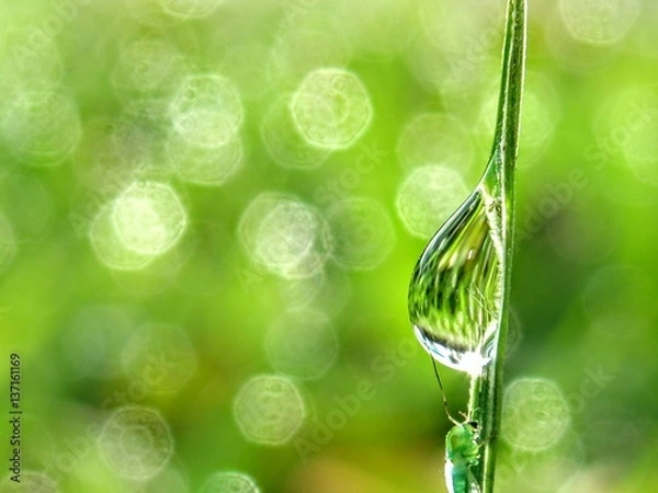 Fototapeta drop of dew on grass