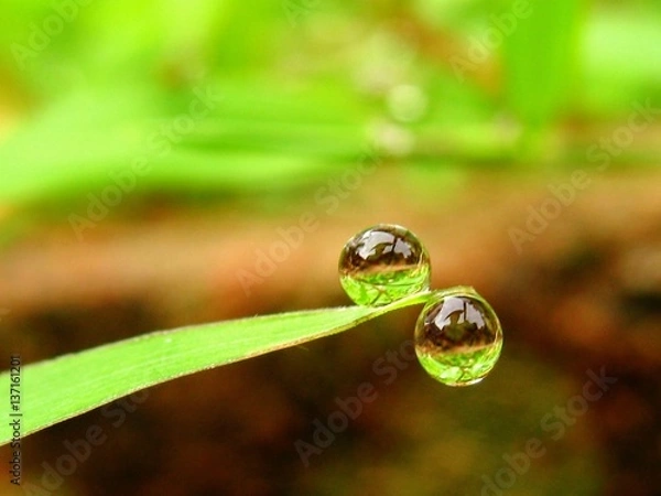 Fototapeta Drop of dew on grass leaf