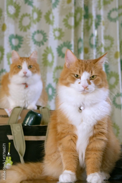 Obraz 二匹の猫　正面
