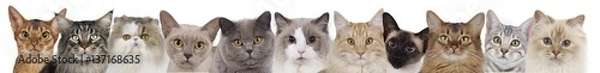 Fototapeta Different cats heads in a row