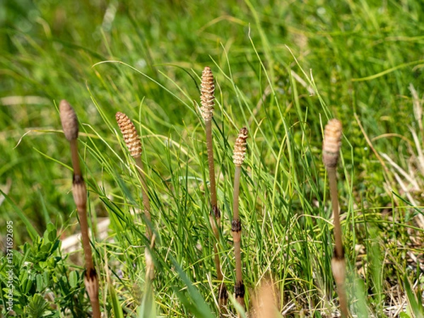 Fototapeta ツクシ