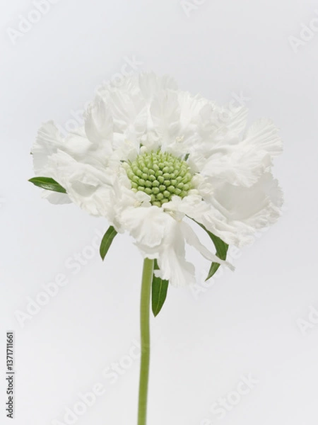 Fototapeta 白色のスカビオサの花【scabious】
