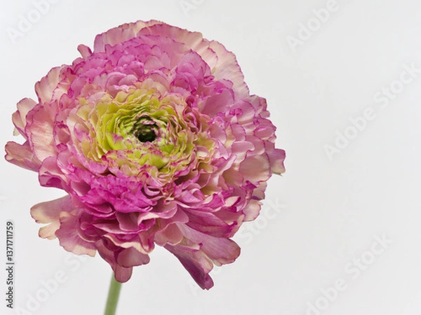 Fototapeta 白背景のピンク色のラナンキュラス Ranunculus