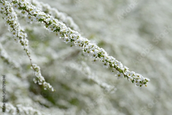 Fototapeta ユキヤナギ