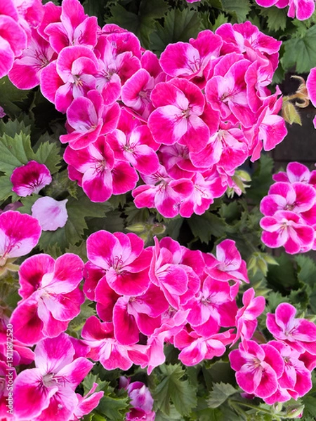Fototapeta Full frame background of beautiful pelargonium flowers