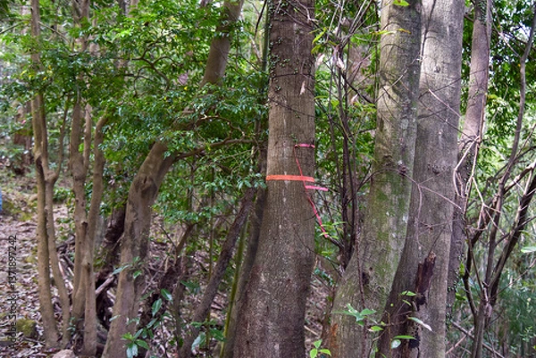 Obraz 登山道にあるピンクテープ