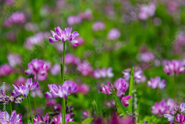 Fototapeta Enchanted Lavender Dream: Velvety Purple Blooms in Soft Focus with Lush Green Backdrop – Nature's Serene Elegance