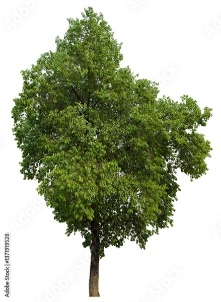 Fototapeta tree on transparent background PNG file removed original background, easy to drag and drop file to mamin project 