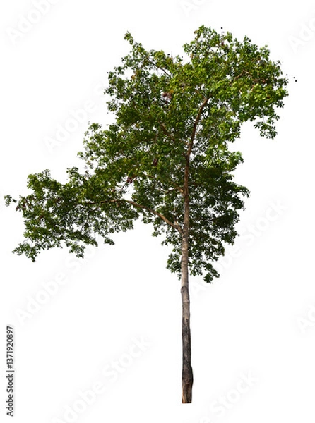 Fototapeta tree on transparent background PNG file removed original background, easy to drag and drop file to mamin project 
