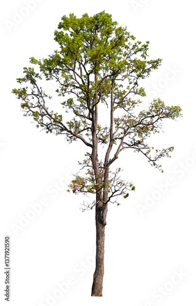 Fototapeta tree on transparent background PNG file removed original background, easy to drag and drop file to mamin project 