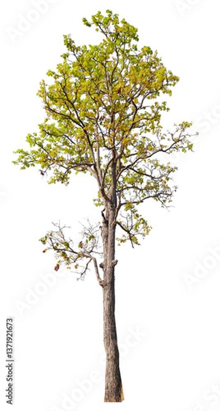 Fototapeta high resolution single tree 