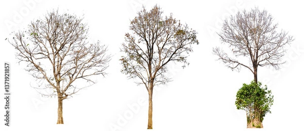 Fototapeta leafless tree collection PNG transparent background 