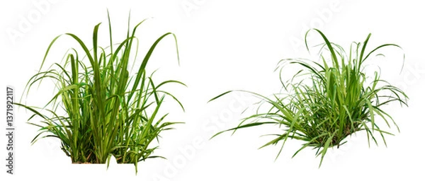 Fototapeta collection  sugar plant isolated on white background, sugart plant growth with clipping path 