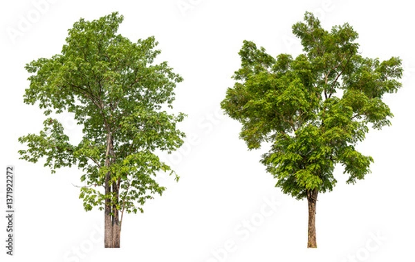 Fototapeta Collection tree PNG transparent background easy to drag and drop to main project