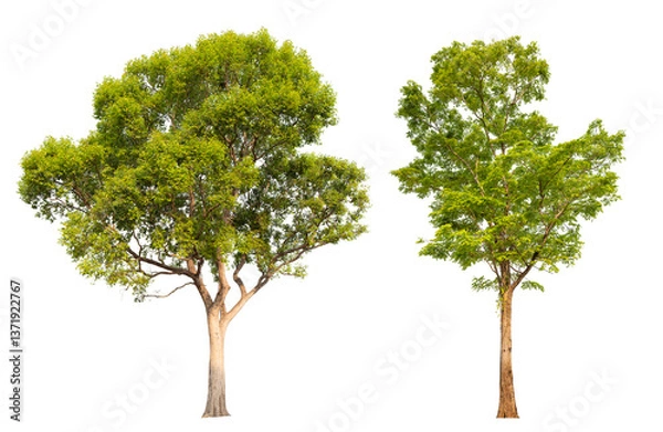 Obraz Collection tree PNG transparent background easy to drag and drop to main project