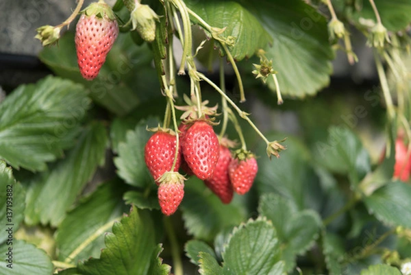 Fototapeta イチゴ 栽培 ハウス栽培