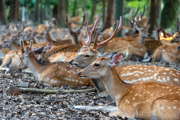 Obraz Wild deers resting  in Nara Park, Japan