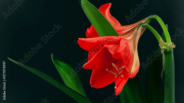 Fototapeta Amaryllis hippeastrum. Dutch Bulbous flowers. Red. Lily. Rose. Genus of plants of the Amaryllidaceae family. Amaryllis paradise; perennial bulbous plants. For holiday cards. On a white background