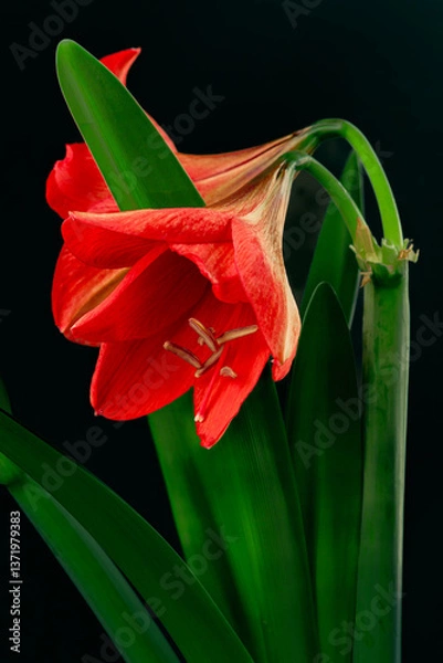 Fototapeta Amaryllis hippeastrum. Dutch Bulbous flowers. Red. Lily. Rose. Genus of plants of the Amaryllidaceae family. Amaryllis paradise; perennial bulbous plants. For holiday cards. On a white background